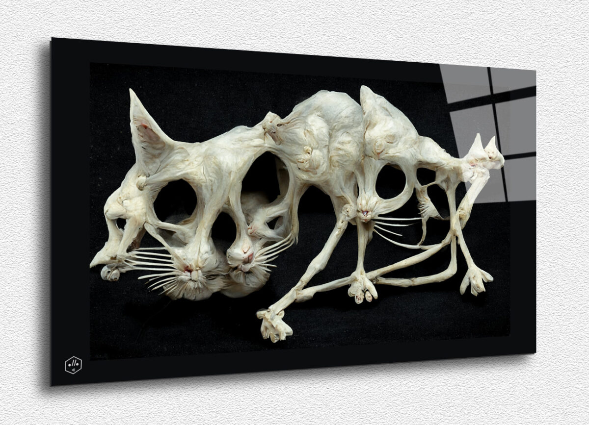 A skeletal cat restructured in homage to Picasso.