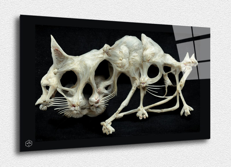 A skeletal cat restructured in homage to Picasso.